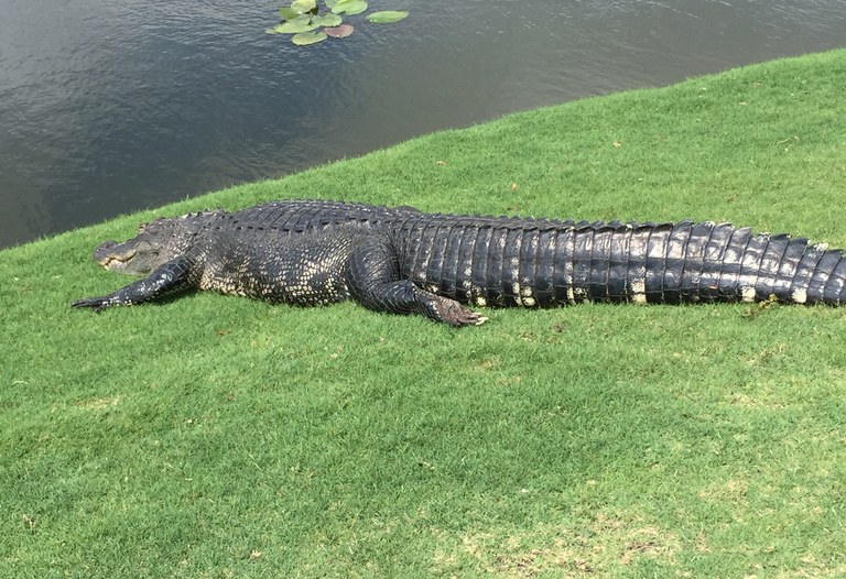 An alligator suns itself at Broken Sound Club