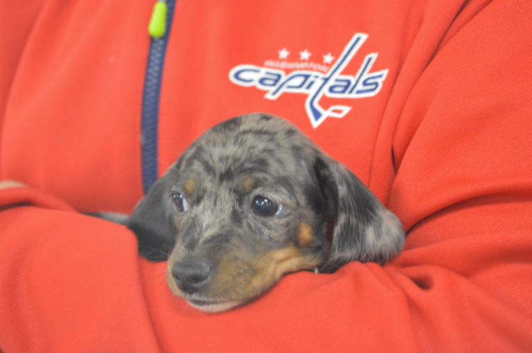 Capitals Canine Calendar