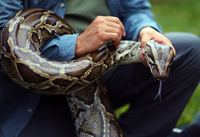 Hunting Excursions Latest In Effort To Curb Evasive Snake Population