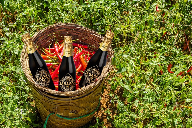 Harvested chili in a bamboo bucket on the fields in the