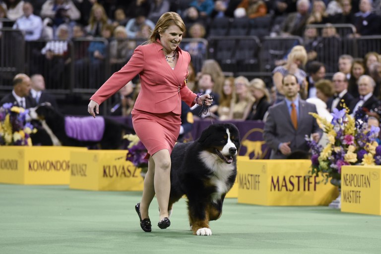 2016 Westminster Kennel Club Dog Show