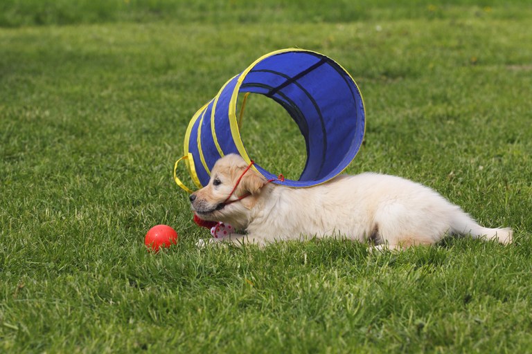 young Golden Retriever dog, puppy, pup (Canis lupus familiaris), domestic dog